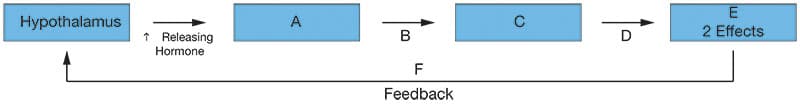 Hypothalamus
A
2 Effects
* Releasing
Hormone
B
D
F
Feedback
