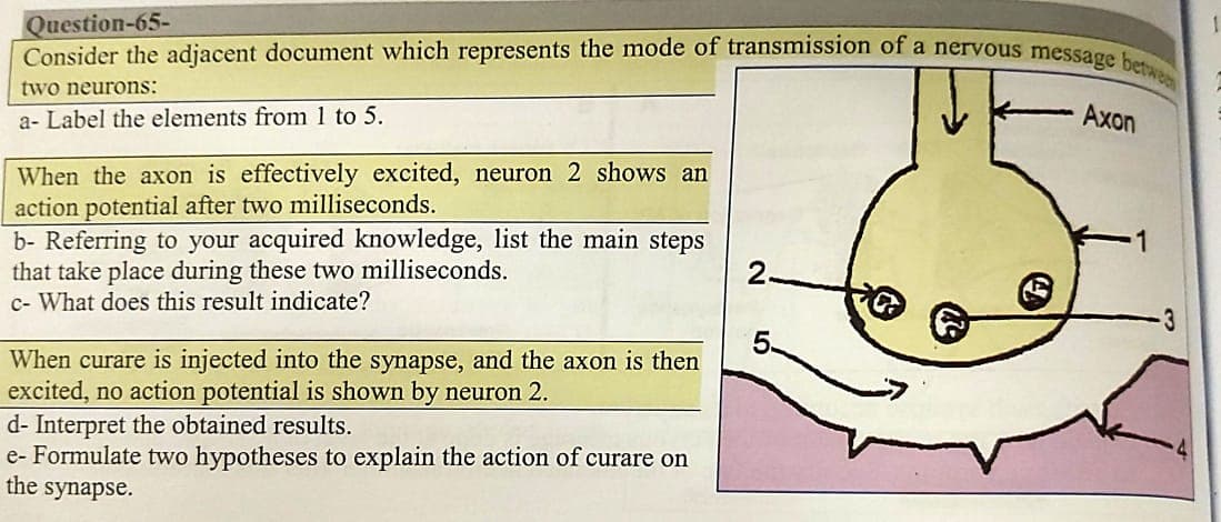 Consider the adjacent document which represents the mode of transmission of a nervous message betwee
Question-65-
two neurons:
a- Label the elements from 1 to 5.
Axon
When the axon is effectively excited, neuron 2 shows an
action potential after two milliseconds.
b- Referring to your acquired knowledge, list the main steps
that take place during these two milliseconds.
c- What does this result indicate?
2-
When curare is injected into the synapse, and the axon is then
excited, no action potential is shown by neuron 2.
d- Interpret the obtained results.
e- Formulate two hypotheses to explain the action of curare on
the
synapse.
