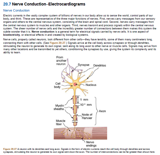 20.7 Nerve Conduction-Electrocardiograms
Nerve Conduction
Electric currents in the vastly complex system of billions of nerves in our body allow us to sense the world, control parts of our
body, and think. These are representative of the three major functions of nerves. First, nerves carry messages from our sensory
organs and others to the central nervous system, consisting of the brain and spinal cord. Second, nerves carry messages from
the central nervous system to muscles and other organs. Third, nerves transmit and process signals within the central nervous
system. The sheer number of nerve cells and the incredibly greater number of connections between them makes this system the
subtle wonder that it is. Nerve conduction is a general term for electrical signals carried by nerve cells. It is one aspect of
bioelectricity, or electrical effects in and created by biological systems.
Nerve cells, properly called neurons, look different from other cells-they have tendrils, some of them many centimeters long.
connecting them with other cells. (See Figure 20.27.) Signals arrive at the cell body across synapses or through dendrites,
stimulating the neuron to generate its own signal, sent along its long axon to other nerve or muscle cells. Signals may arrive from
many other locations and be transmitted to yet others, conditioning the synapses by use, giving the system its complexity and its
ability to learn.
From
another
neuron
Synapse
Dendrites
Cell
body
Nucleus
1 mm
10 mm
Myelin
sheaths
Ахоn
Node of
Ranvier
Muscle
fiber
Nerve
endings
Figure 20.27 A neuron with its dendrites and long axon. Signals in the form of electric currents reach the cell body through dendrites and across
synapses, stimulating the neuron to generate its own signal sent down the axon. The number of interconnections can be far greater than shown here.
