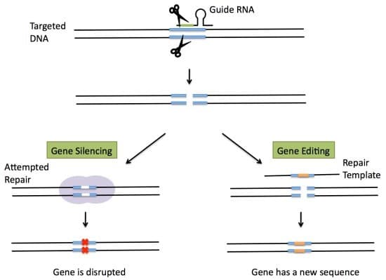 Guide RNA
Targeted
DNA
Gene Silencing
Gene Editing
Attempted
Repair
Repair
Template
Gene is disrupted
Gene has a new sequence
