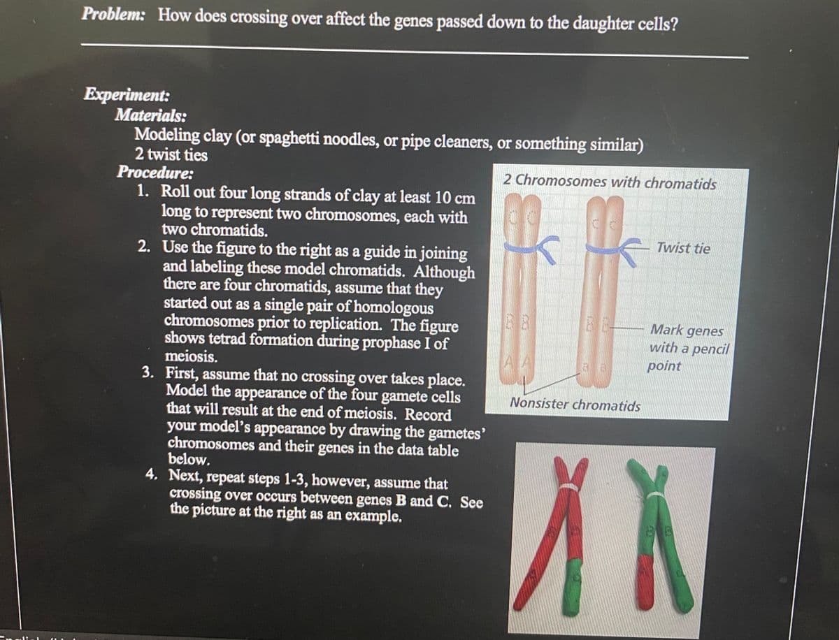 Problem: How does crossing over affect the genes passed down to the daughter cells?
Experiment:
Materials:
Modeling clay (or spaghetti noodles, or pipe cleaners, or something similar)
2 twist ties
Procedure:
1. Roll out four long strands of clay at least 10 cm
long to represent two chromosomes, each with
two chromatids.
2. Use the figure to the right as a guide in joining
and labeling these model chromatids. Although
there are four chromatids, assume that they
started out as a single pair of homologous
chromosomes prior to replication. The figure
shows tetrad formation during prophase I of
2 Chromosomes with chromatids
Twist tie
Mark genes
with a pencil
point
meiosis.
3. First, assume that no crossing over takes place.
Model the appearance of the four gamete cells
that will result at the end of meiosis. Record
your model's appearance by drawing the gametes'
chromosomes and their genes in the data table
below.
Nonsister chromatids
4. Next, repeat steps 1-3, however, assume that
crossing over occurs between genes B and C. See
the picture at the right as an example.
