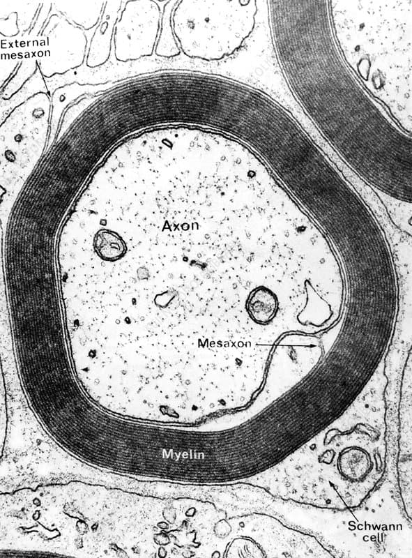 External
mesaxon
Axon
Mesaxon
Myelin
Schwann
cell
