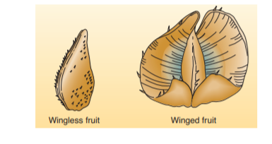 Wingless fruit
Winged fruit
