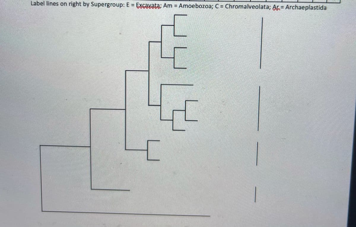 Label lines on right by Supergroup: E = Excavata; Am = Amoebozoa; C = Chromalveolata; Ar= Archaeplastida
%3D
