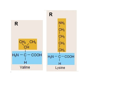 R
R
NH2
CH:
CH:
CH: CH3
CH
CH2
CH2
H,N -C- COOH
H2N -C-COOH
Valine
Lysine
