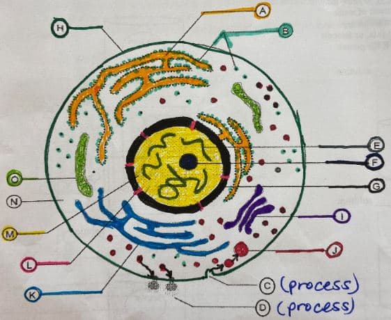 M
O (process)
OCprocess)
K
