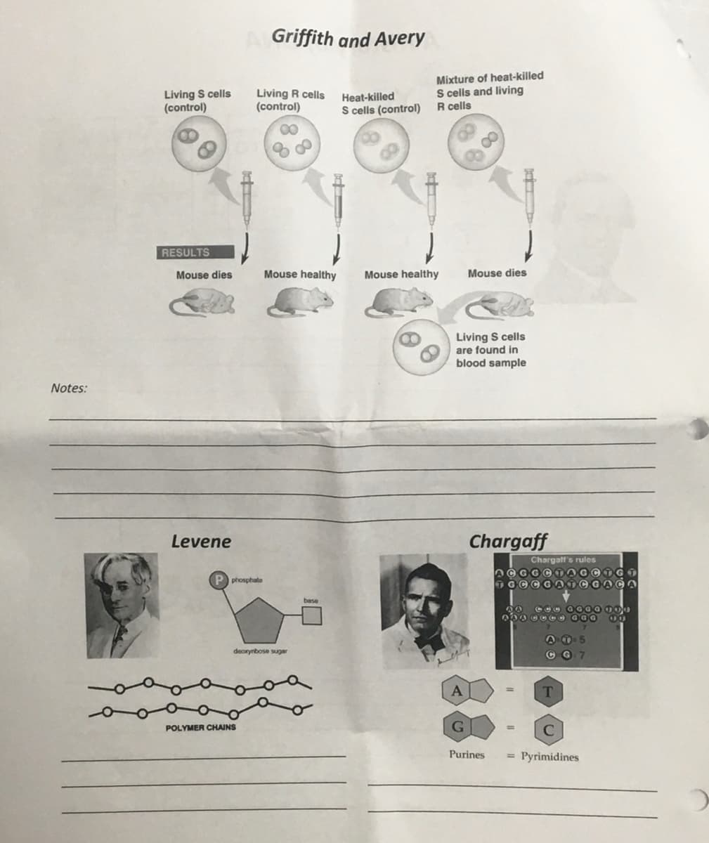 Griffith and Avery
Living S cells
(control)
Living R cells
(control)
Mixture of heat-killed
S cells and living
R cells
Heat-killed
S cells (control)
00
RESULTS
Mouse dies
Mouse healthy
Mouse healthy
Mouse dies
Living S cells
are found in
blood sample
Notes:
Levene
Chargaff
Chargatt's rules
P phosphate
A O- 5
deorynbose sugar
C G 7
A
T
POLYMER CHAINS
G
Purines
= Pyrimidines
