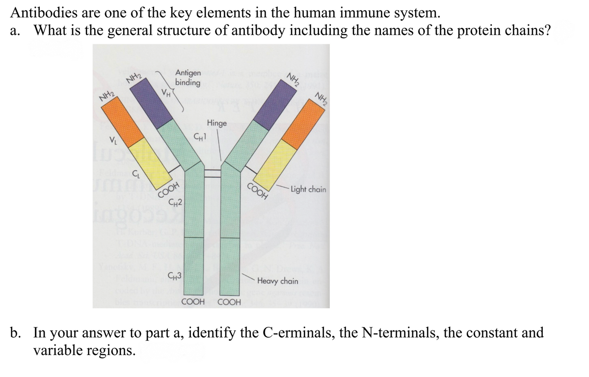 Antibodies are one of the key elements in the human immune system.
a. What is the general structure of antibody including the names of the protein chains?
NH₂
V₁
NH₂
C
VH
Antigen
binding
COOH
CH2
CH3
CH1
Hinge
COOH COOH
COOH
NH₂
NH₂
Light chain
Heavy chain
b. In your answer to part a, identify the C-erminals, the N-terminals, the constant and
variable regions.