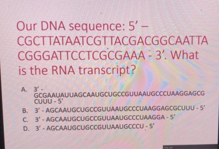 Our DNA sequence: 5' –
CGCTTATAATCGTTACGACGGCAATTA
CGGGATTCCTCGCGAAA - 3'. What
is the RNA transcript?
A. 3'-
GCGAAUAUUAGCAAUGCUGCCGUUAAUGCCCUAAGGAGCG
CUUU - 5'
B. 3'-AGCAAUGCUGCCGUUAAUGCCCUAAGGAGCGCUUU - 5'
C. 3'-AGCAAUGCUGCCGUUAAUGCCCUAAGGA - 5'
D. 3'-AGCAAUGCUGCCGUUAAUGCCCU -5'
