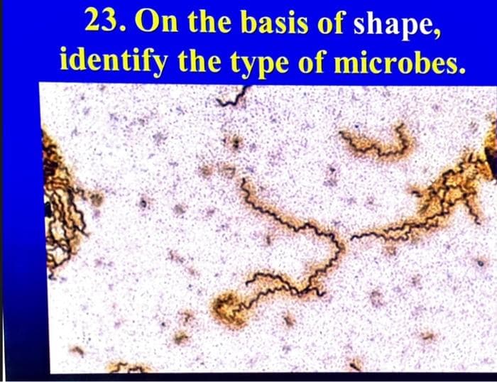 23. On the basis of shape,
identify the type of microbes.
