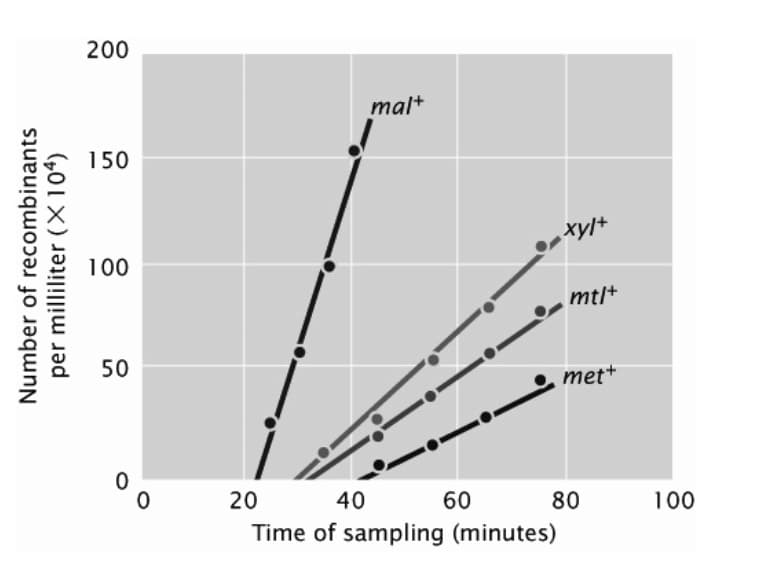 200
mal+
150
tylt
100
mt/+
50
met+
20
40
60
Time of sampling (minutes)
80
100
Number of recombinants
per milliliter (X104)
