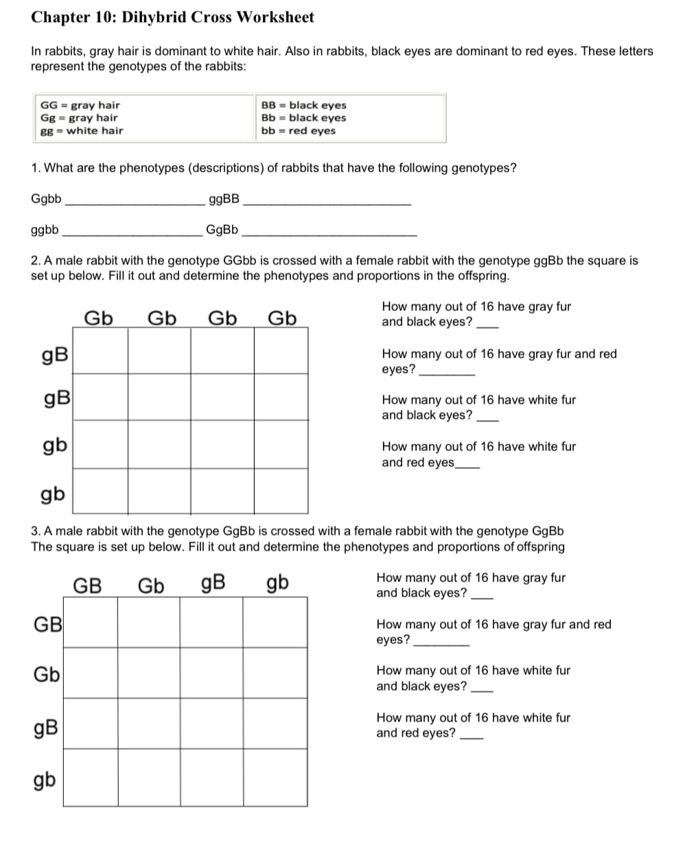 Chapter 10: Dihybrid Cross Worksheet
In rabbits, gray hair is dominant to white hair. Also in rabbits, black eyes are dominant to red eyes. These letters
represent the genotypes of the rabbits:
GG = gray hair
Gg = gray hair
gg = white hair
BB = black eyes
Bb = black eyes
bb = red eyes
1. What are the phenotypes (descriptions) of rabbits that have the following genotypes?
Ggbb
ggbb
GgBb
2. A male rabbit with the genotype GGbb is crossed with a female rabbit with the genotype ggBb the square is
set up below. Fill it out and determine the phenotypes and proportions in the offspring.
Gb
Gb
How many out of 16 have gray fur
and black eyes?
gB
How many out of 16 have gray fur and red
eyes?
gB
How many out of 16 have white fur
and black eyes?
gb
How many out of 16 have white fur
and red eyes
gb
3. A male rabbit with the genotype GgBb is crossed with a female rabbit with the genotype GgBb
The square is set up below. Fill it out and determine the phenotypes and proportions of offspring
GB
Gb
gB
gb
How many out of 16 have gray fur
and black eyes?
GB
How many out of 16 have gray fur and red
eyes?
Gb
How many out of 16 have white fur
and black eyes?
gB
How many out of 16 have white fur
and red eyes?
gb
