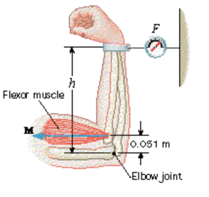 F
Flexor muscle
0.051 m
\Elbow joint
