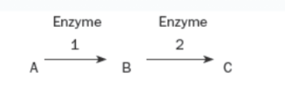 Enzyme
Enzyme
1
A
B
C
