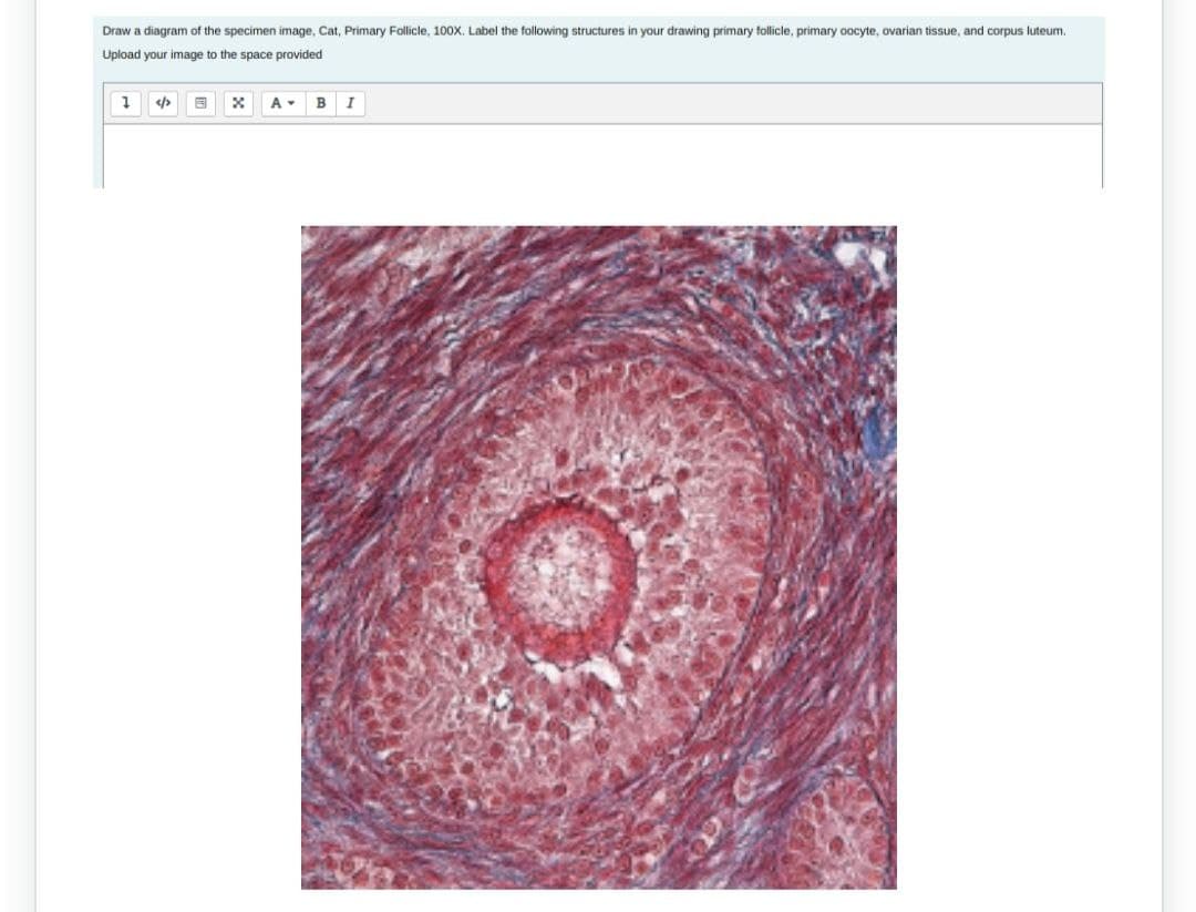 Draw a diagram of the specimen image, Cat, Primary Follicle, 100X. Label the following structures in your drawing primary follicle, primary oocyte, ovarian tissue, and corpus luteum.
Upload your image to the space provided
1
<> 8
X
A-
B I