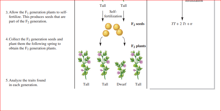 тетumzauоп
Tall
Tall
Self-
3. Allow the F1 generation plants to self-
fertilize. This produces seeds that are
part of the F2 generation.
fertilization
F2 seeds
TT+2 Tt +tt
4.Collect the F2 generation seeds and
plant them the following spring to
F2 plants
obtain the F2 generation plants.
5. Analyze the traits found
in each generation.
Tall
Tall
Dwarf
Tall
