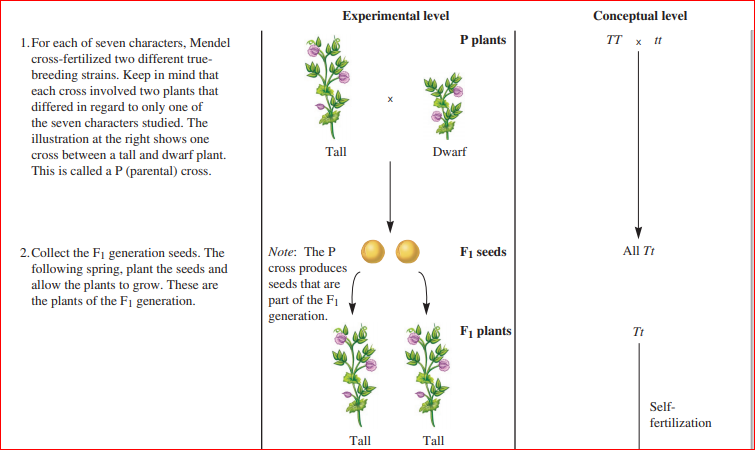 Experimental level
Conceptual level
1.For each of seven characters, Mendel
P plants
тT х п
cross-fertilized two different true-
breeding strains. Keep in mind that
each cross involved two plants that
differed in regard to only one of
the seven characters studied. The
illustration at the right shows one
cross between a tall and dwarf plant.
This is called a P (parental) cross.
Tall
Dwarf
Note: The P
F1 seeds
All Tt
2.Collect the F1 generation seeds. The
following spring, plant the seeds and
allow the plants to grow. These are
the plants of the F1 generation.
cross produces
seeds that are
part of the F1
generation.
Fi plants
Tt
Self-
fertilization
Tall
Tall
