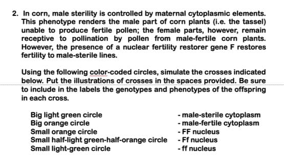 2. In corn, male sterility is controlled by maternal cytoplasmic elements.
This phenotype renders the male part of corn plants (i.e. the tassel)
unable to produce fertile pollen; the female parts, however, remain
receptive to pollination by pollen from male-fertile corn plants.
However, the presence of a nuclear fertility restorer gene F restores
fertility to male-sterile lines.
Using the following color-coded circles, simulate the crosses indicated
below. Put the illustrations of crosses in the spaces provided. Be sure
to include in the labels the genotypes and phenotypes of the offspring
in each cross.
Big light green circle
Big orange circle
Small orange circle
Small half-light green-half-orange circle - Ff nucleus
Small light-green circle
- male-sterile cytoplasm
- male-fertile cytoplasm
- FF nucleus
- ff nucleus
