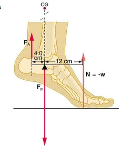 8.
CG
4.0
cm
-12 cm
N = -W
Fp