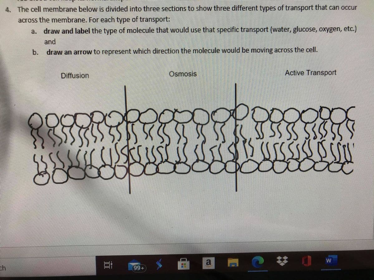 4. The cell membrane below is divided into three sections to show three different types of transport that can occur
across the membrane. For each type of transport:
a. draw and label the type of molecule that would use that specific transport (water, glucose, oxygen, etc.)
and
b.
draw an arrow to represent which direction the molecule would be moving across the cell.
Diffusion
Osmosis
Active Transport
W
a
99+
