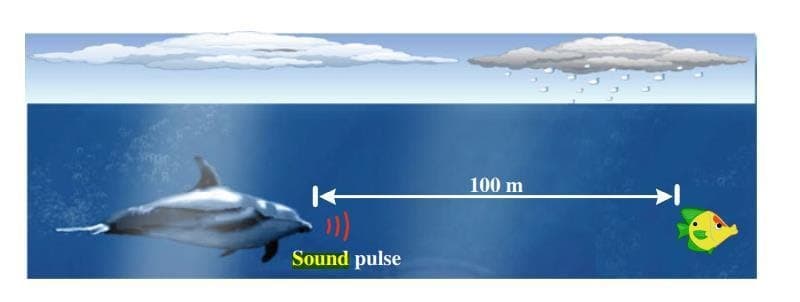 100 m
Sound pulse

