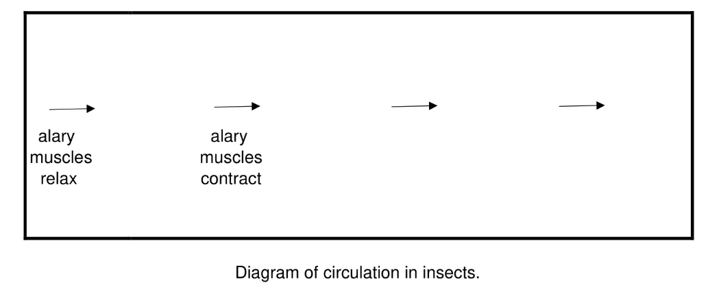 alary
muscles
relax
alary
muscles
contract
Diagram of circulation in insects.