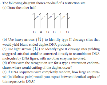 The following diagram shows one-half of a restriction site.
(a) Draw the other half.
GAC G I C
(b) Use heavy arrows (↑1) to identify type II cleavage sites that
would yield blunt-ended duplex DNA products.
(c) Use light arrows (T1) to identify type II cleavage sites yielding
staggered cuts that could be converted directly to recombinant DNA
molecules by DNA ligase, with no other enzymes involved.
(d) If this were the recognition site for a type I restriction endonu-
clease, where would cutting of the duplex occur?
(e) If DNA sequences were completely random, how large an inter-
val (in kilobase pairs) would you expect between identical copies of
this sequence in DNA?
