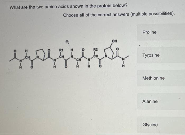 What are the two amino acids shown in the protein below?
Choose all of the correct answers (multiple possibilities).
بالتمر
`N-
R1
CH
OH
Proline
Tyrosine
Methionine
Alanine
Glycine