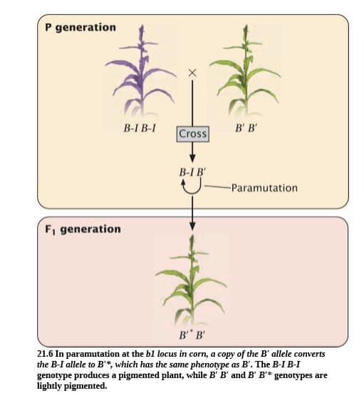 P generation
B-I B-I
В в
Cross
B-I B'
-Paramutation
F, generation
в" в
21.6 In paramutation at the bl locus in corn, a copy of the B' allele converts
the B-I allele to B'*, which has the same phenotype as B'. The B-I B-I
genotype produces a pigmented plant, while B' B' and B' B*
lightly pigmented.
genotypes are

