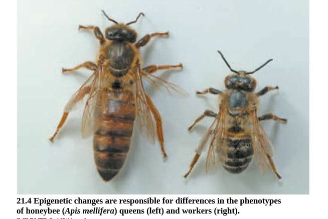 21.4 Epigenetic changes are responsible for differences in the phenotypes
of honeybee (Apis mellifera) queens (left) and workers (right).
