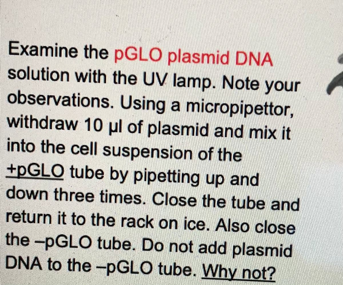 Examine the pGLO plasmid DNA
solution with the UV lamp. Note your
observations. Using a micropipettor,
withdraw 10 ul of plasmid and mix it
into the cell suspension of the
+PGLO tube by pipetting up and
down three times. Close the tube and
return it to the rack on ice. Also close
the -PGLO tube. Do not add plasmid
DNA to the -pGLO tube. Why not?

