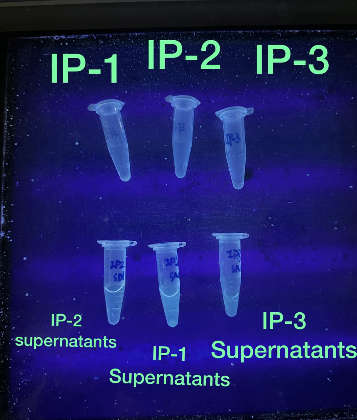 IP-1
IP-2 IP-3
171
2PZ
SA
201
SA
SN
IP-2
IP-3
supernatants IP-1 Supernatants
Supernatants