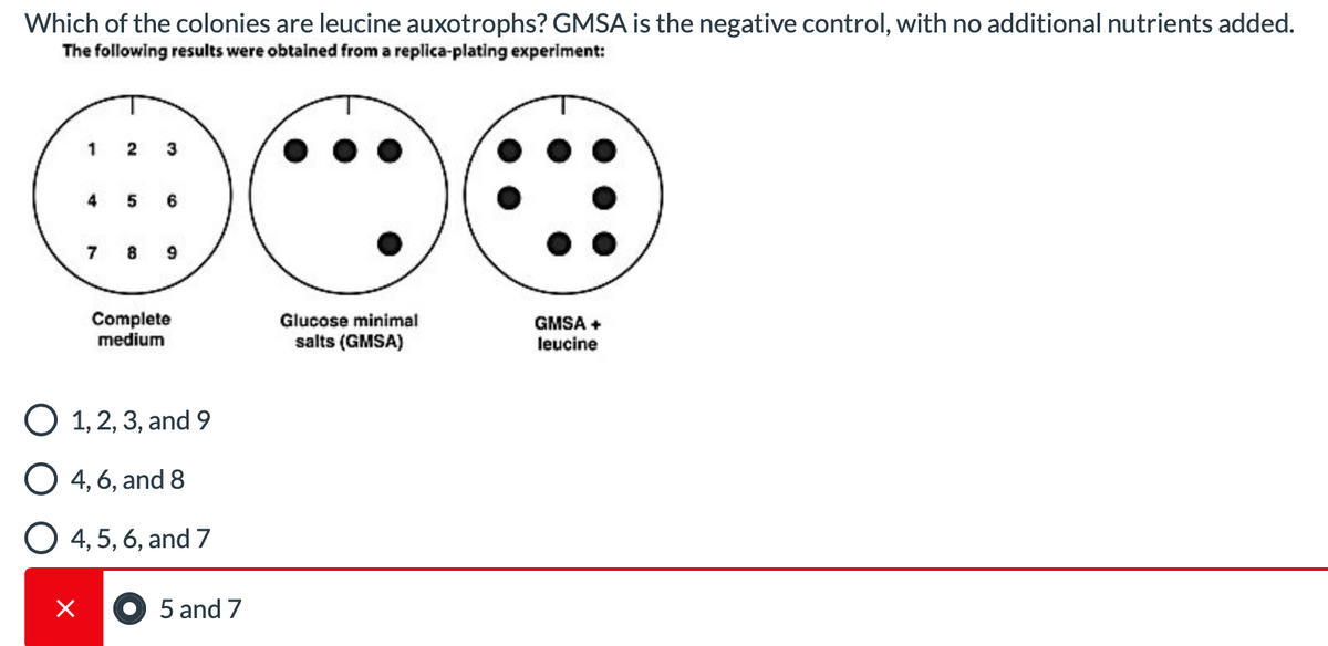 Which of the colonies are leucine auxotrophs? GMSA is the negative control, with no additional nutrients added.
The following results were obtained from a replica-plating experiment:
1 2
3
4
5 6
7 8 9
Complete
Glucose minimal
GMSA +
medium
salts (GMSA)
leucine
O 1, 2, 3, and 9
O 4, 6, and 8
O 4, 5, 6, and 7
5 and 7
