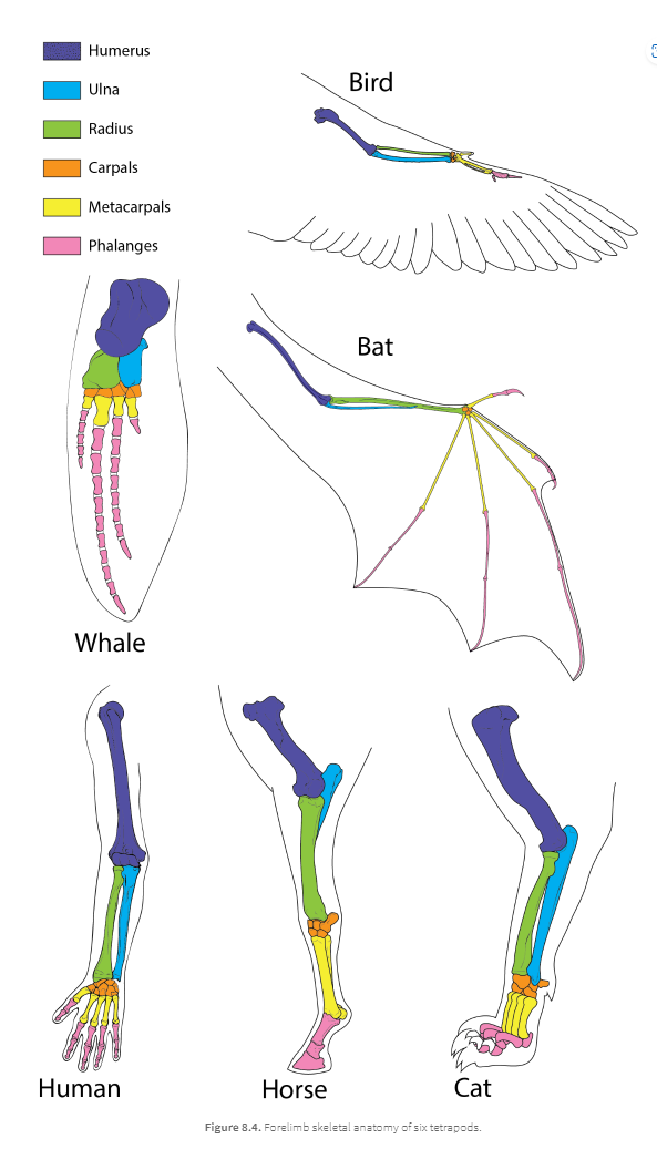 Humerus
Ulna
Radius
Carpals
Metacarpals
Phalanges
Whale
Bird
Human
سر
Bat
}}}
Horse
Cat
Figure 8.4. Forelimb skeletal anatomy of six tetrapods.