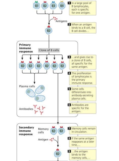 In a large pool of
B lymphocytes,
each is specific
for one antigen.
B1
B2
ВЗ
B4
*Antigens
When an antigen
binds to a B cell, the
B cell divides.
B2
Primary
immune
Clone of B cells
response
3.and gives rise to
a clone of B cells,
all specific for the
same antigen.
B2
B2
B2
82 B2
B2
This proliferation
of lymphocytes is
the primary
immune response.
Plasma cells
Some cells
differentiate into
antibody-secreting
plasma cells.
6 Antibodies are
specific for the
antigen.
Antibodies
Secondary
immune
Memory
B2
cells
Memory cells remain
in circulation.
B2
response
8 if the same antigen
reappears at a later
time,.
Antigen
9.the antigen
binds to the
B2
memory cells,..
