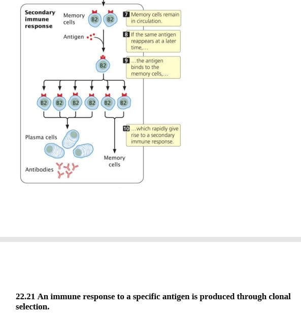 Secondary
immune
Memory
B2
cells
Memory cells remain
in circulation.
B2
response
B f the same antigen
reappears at a later
time,.
Antigen
the antigen
binds to the
B2
memory cells.
B2 B2
B2
B2 82 B2
10.which rapidly give
rise to a secondary
immune response.
Plasma cells
Memory
cells
Antibodies
22.21 An immune response to a specific antigen is produced through clonal
selection.
