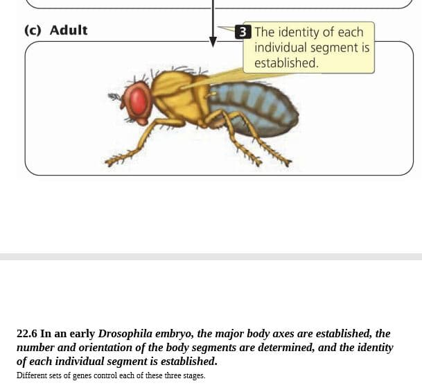 (c) Adult
3 The identity of each
individual segment is
established.
22.6 In an early Drosophila embryo, the major body axes are established, the
number and orientation of the body segments are determined, and the identity
of each individual segment is established.
Different sets of genes control each of these three stages.
