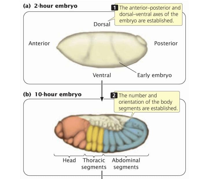 (a) 2-hour embryo
1The anterior-posterior and
dorsal-ventral axes of the
embryo are established.
Dorsal
Anterior
Posterior
Ventral
Early embryo
(b) 10-hour embryo
2 The number and
orientation of the body
segments are established.
Head Thoracic Abdominal
segments segments
