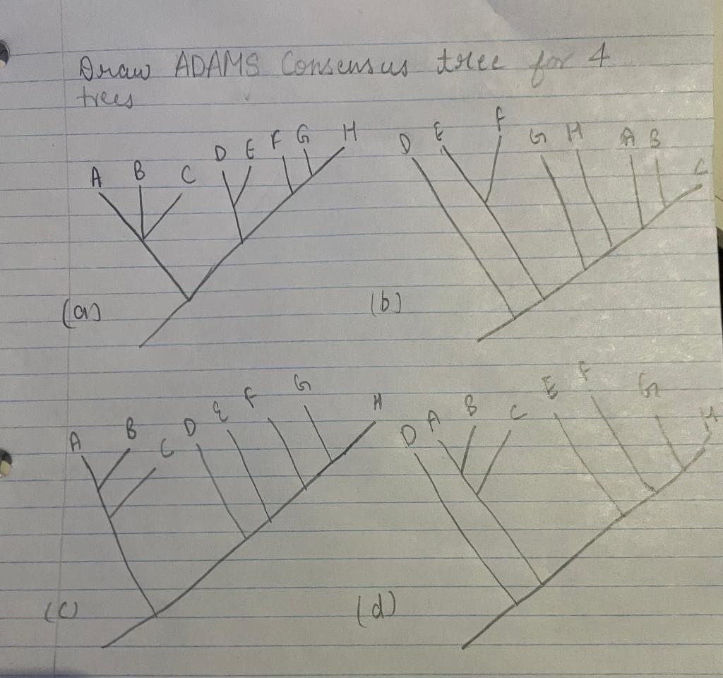 Draw ADAMS Consensus
trees
(a)
A
A
(0)
B
B
C
D
DEFG
141
(6)
(d)
tree
&
B
fox 4
ын
c
AB
GA
C