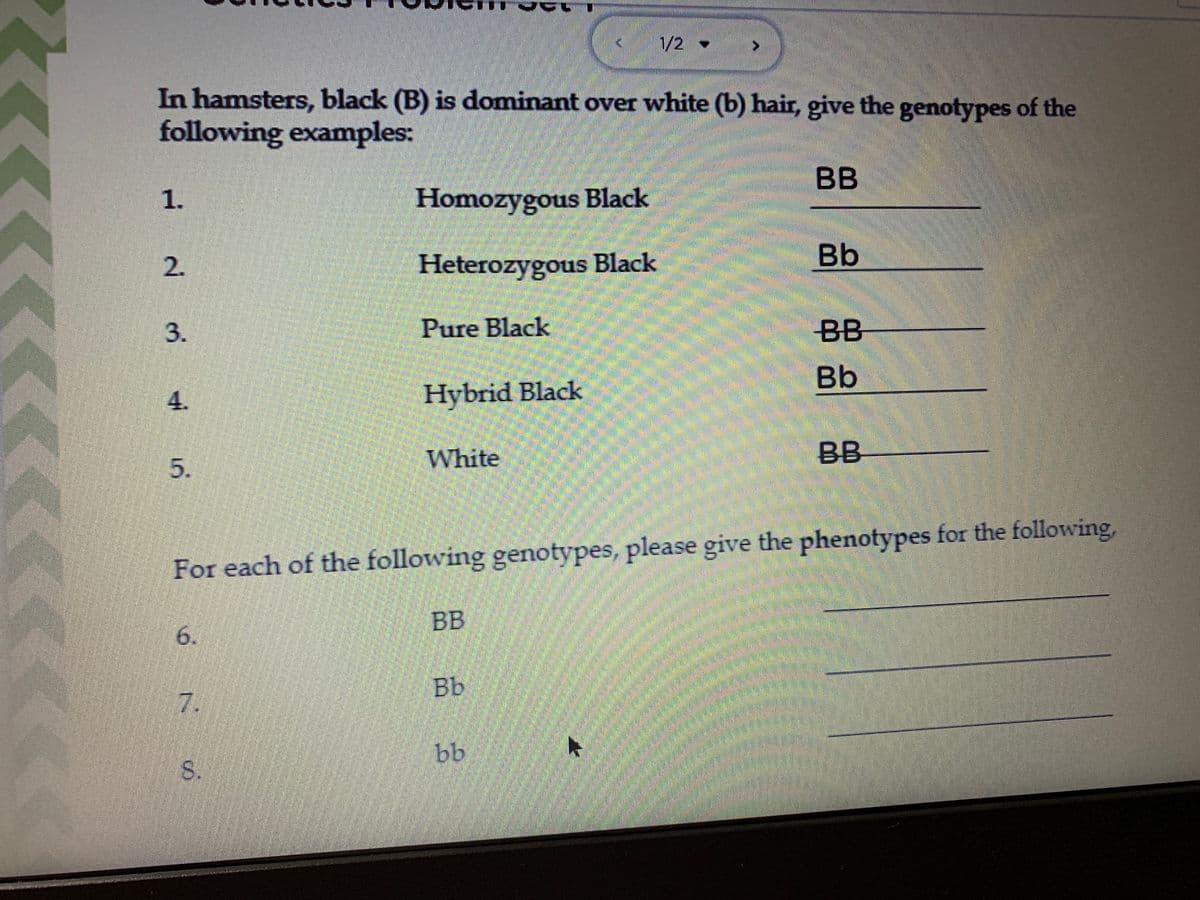 1/2
In hamsters, black (B) is dominant over white (b) hair, give the genotypes of the
following examples:
BB
1.
Homozygous Black
2.
| Heterozygous Black
Bb
3.
Pure Black
BB
Bb
Hybrid Black
White
BB
For each of the following genotypes, please give the phenotypes for the following,
BB
6.
Bb
7.
bb
S.
4.
5.
