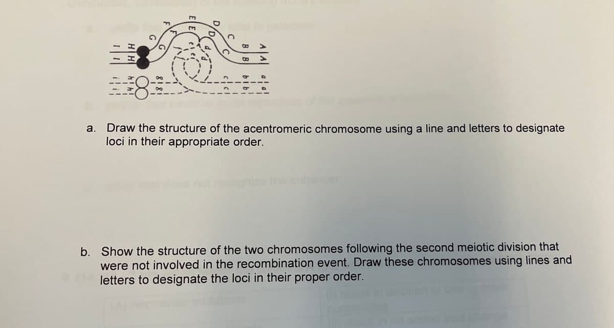 F
m
D
O
>
8
a. Draw the structure of the acentromeric chromosome using a line and letters to designate
loci in their appropriate order.
b. Show the structure of the two chromosomes following the second meiotic division that
were not involved in the recombination event. Draw these chromosomes using lines and
letters to designate the loci in their proper order.
B