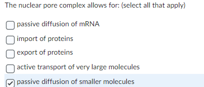 The nuclear pore complex allows for: (select all that apply)
passive diffusion of mRNA
import of proteins
O export of proteins
active transport of very large molecules
passive diffusion of smaller molecules