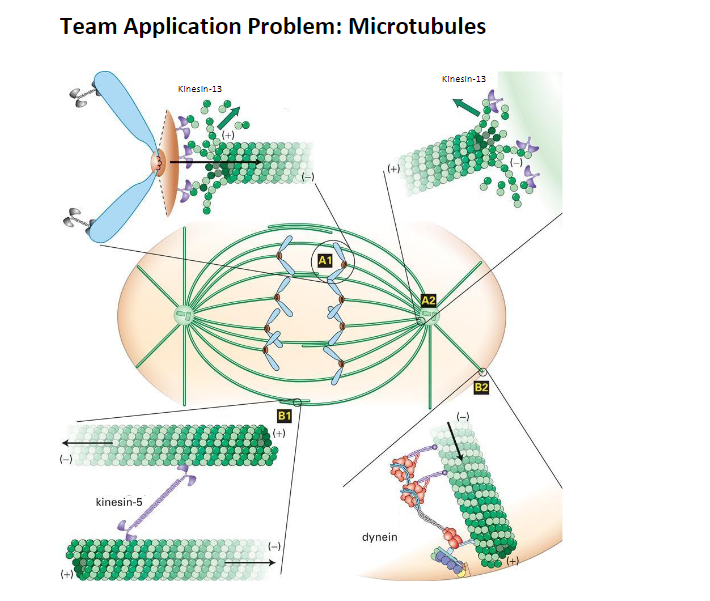 Team Application Problem: Microtubules
(-)
(+)
kinesin-5
Kinesin-13
B1
(-)
A1
(+)
dynein
A2
Kinesin-13
000
B2