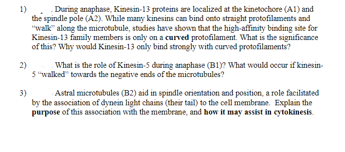 1)
During anaphase, Kinesin-13 proteins are localized at the kinetochore (A1) and
the spindle pole (A2). While many kinesins can bind onto straight protofilaments and
"walk" along the microtubule, studies have shown that the high-affinity binding site for
Kinesin-13 family members is only on a curved protofilament. What is the significance
of this? Why would Kinesin-13 only bind strongly with curved protofilaments?
2)
What is the role of Kinesin-5 during anaphase (B1)? What would occur if kinesin-
5 "walked" towards the negative ends of the microtubules?
3)
Astral microtubules (B2) aid in spindle orientation and position, a role facilitated
by the association of dynein light chains (their tail) to the cell membrane. Explain the
purpose of this association with the membrane, and how it may assist in cytokinesis.