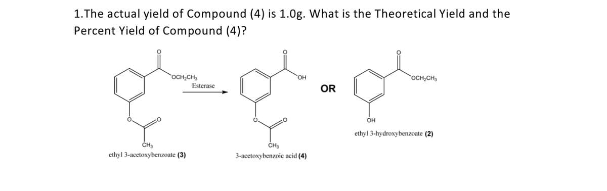 1.The actual yield of Compound (4) is 1.0g. What is the Theoretical Yield and the
Percent Yield of Compound (4)?
rOCH CH3
OCH,CH3
Esterase
OR
OH
ethyl 3-hydroxybenzoate (2)
ethyl 3-acetoxybenzoate (3)
3-acetoxybenzoic acid (4)

