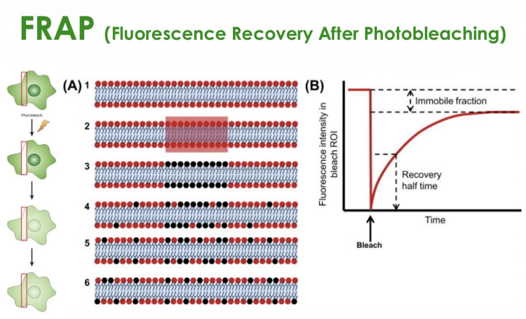 FRAP (Fluorescence Recovery After Photobleaching)
(A) 1
Immobile fraction
Photoech
2
3
Recovery
half time
Time
Bleach
6
Fluorescence intensity in
bleach ROI
