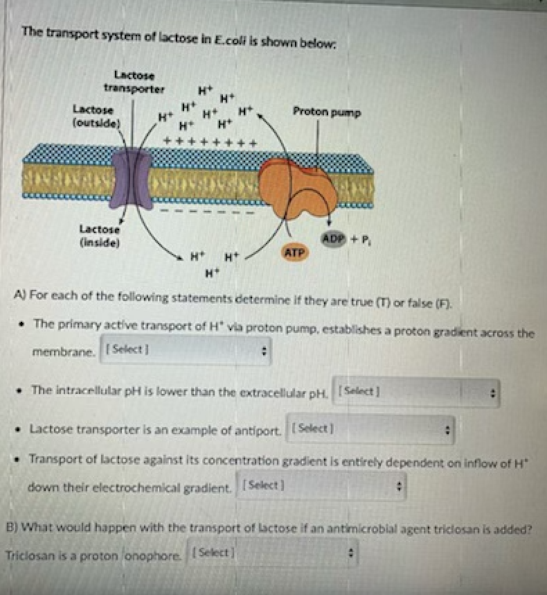 The transport system of lactose in E.coli is shown below:
Lactose
transporter
H+
H+
Lactose
(outside)
H+
H+
H+
H+
Proton pump
H*
+ ++
Lactose
(inside)
ADP + P,
H*
H+
ATP
H*
A) For each of the following statements determine if they are true (T) or false (F).
• The primary active transport of H" via proton pump, establishes a proton gradient across the
membrane. 1 Select )
• The intracellular pH is lower than the extracellular pH. [Select]
- Lactose transporter is an example of antiport. Select]
Transport of lactose against its concentration gradient is entirely dependent on inflow of H"
down their electrochemical gradient. ISelect]
B) What would happen with the transport of Lactose if an antimicrobial agent triclosan is added?
Triclosan is a proton onophore.
I Select]
