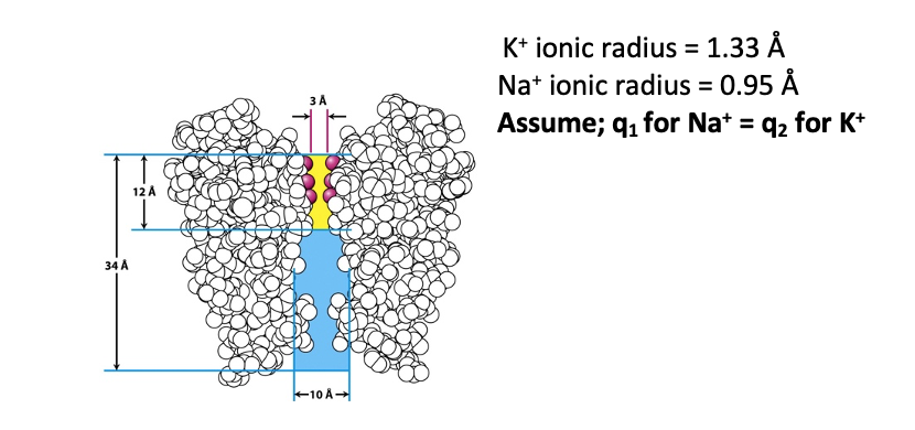 K* ionic radius = 1.33 Å
Na* ionic radius = 0.95 Å
Assume; q, for Nat = q2 for K*
3 Å
12 Å
34 Å
+10 A-
