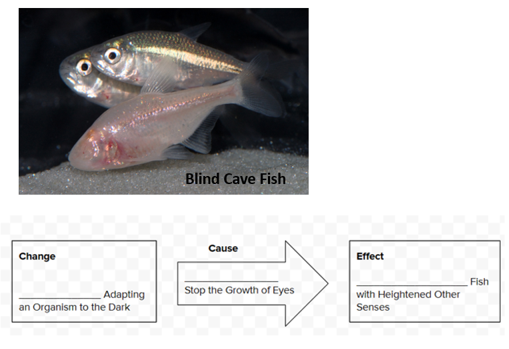 Change
Adapting
an Organism to the Dark
Blind Cave Fish
Cause
Stop the Growth of Eyes
Effect
with Heightened Other
Senses
Fish