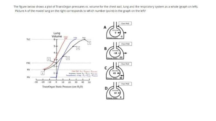 The figure below shows a plot of Transorgan pressures vs. volume for the chest wail, lung and the respiratory system as a whole (graph on left.
Picture A of the model lung on the right corresponds to which number (point) in the graph on the left?
Che
Ahw
Lung
Volume
TLC
Che
20
FRC
Ch
RV
MV
-30
-20 -10
10
20 30 40 50
TransOrgan Static Pressure (cm H,O)
Ah
10
